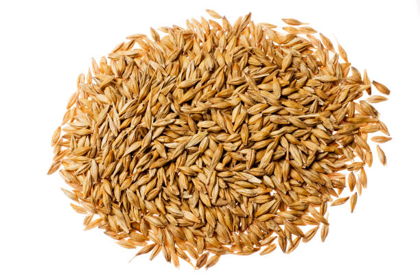 Barley