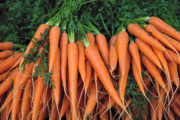 Fresh Carrots