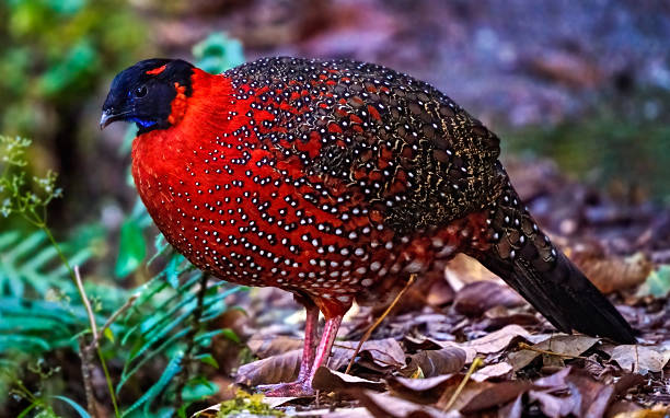 Pheasant