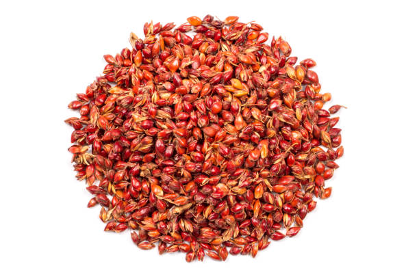 Sorghum